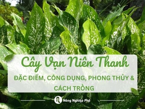 Cây Vạn Niên Thanh: Đặc điểm, công dụng, phong thủy & cách trồng