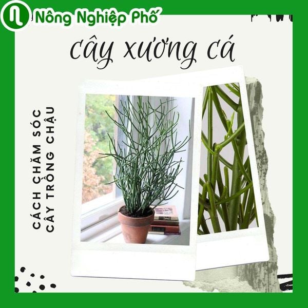 Cách trồng cây xương cá có gì đặc biệt?