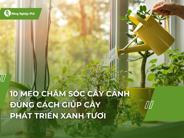 Tưới cây vào buổi sáng sớm
