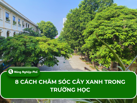 8 cách chăm sóc cây xanh trong trường học