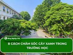8 cách chăm sóc cây xanh trong trường học