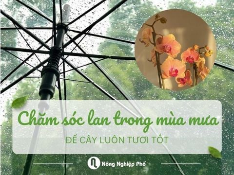 Bí quyết chăm sóc lan trong mùa mưa để cây luôn tươi tốt