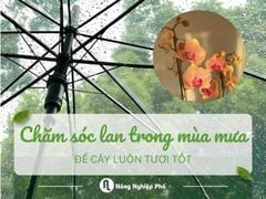 Bí quyết chăm sóc lan trong mùa mưa để cây luôn tươi tốt