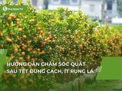 Hướng dẫn chăm sóc quất sau tết đúng cách, ít rụng lá