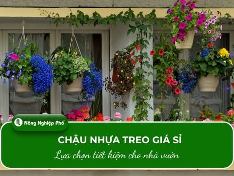 Chậu nhựa treo giá sỉ: Lựa chọn tiết kiệm cho nhà vườn