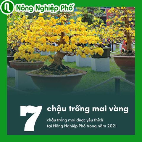 Top 07 mẫu chậu trồng cây mai vàng 2023 | Nông Nghiệp Phố