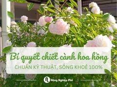 Cách chiết cành hoa hồng chuẩn kỹ thuật, sống khỏe 100%