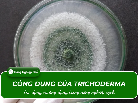 Công dụng của Trichoderma: Tác dụng và ứng dụng trong nông nghiệp sạch