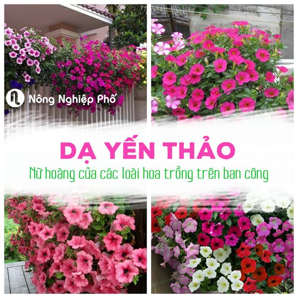 Chữa trị bệnh trên hoa dạ yến thảo hiệu quả với các loại thuốc tự nhiên