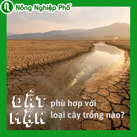 Đất mặn phù hợp với các loại cây trồng nào | Nông Nghiệp Phố