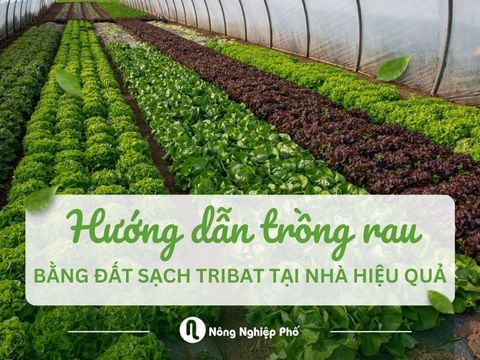 Hướng dẫn trồng rau bằng đất sạch tribat tại nhà hiệu quả nhất