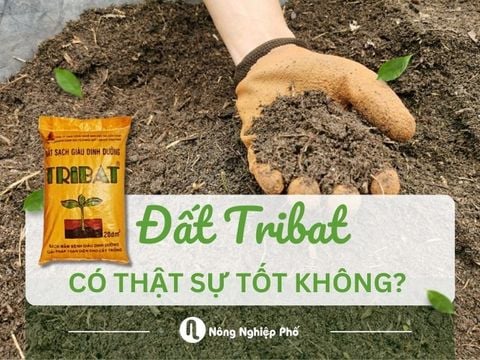 ĐẤT TRIBAT CÓ THẬT SỰ TỐT KHÔNG?