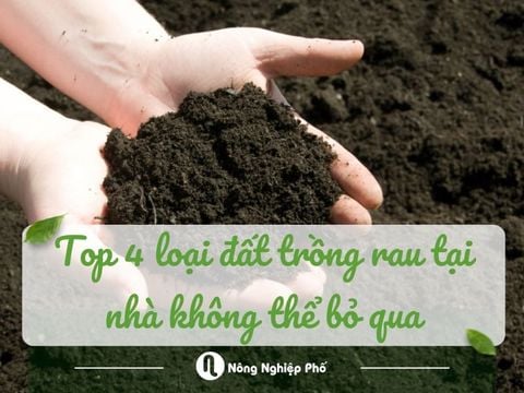 Top 4 loại đất trồng rau tại nhà không thể bỏ qua