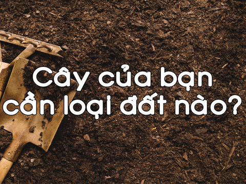 Đất Tribat nào phù hợp với cây trồng của bạn?