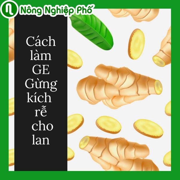  Tác dụng của ge gừng : Những điều thú vị bạn chưa biết