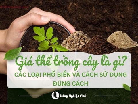 Giá thể trồng cây là gì? Các loại phổ biến và cách sử dụng đúng cách