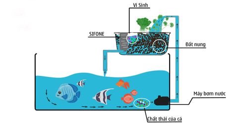 Bổ sung phân bón cho rau trong hệ thống aquaponics: Làm sao để không ảnh hưởng đến cá?