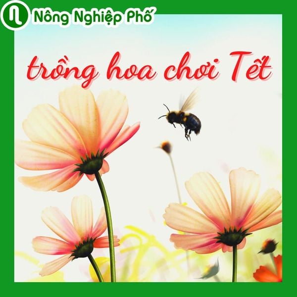 What are the most beautiful flower pots for Tet?