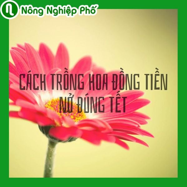 Cách trồng hoa đồng tiền nở đúng Tết | Nông nghiệp phố