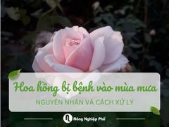 Hoa hồng bị bệnh vào mùa mưa: Nguyên nhân và cách xử lý