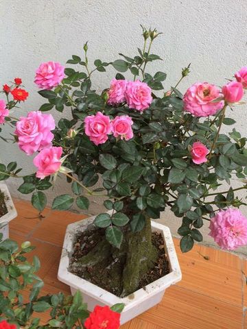 Cây hoa hồng đã ổn định chậu, để dưỡng cây cần những loại phân bón nào?