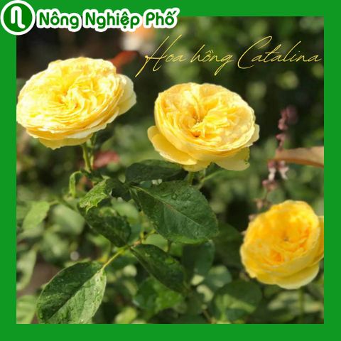 Hoa hồng Catalina màu vàng là hoa gì, cách chăm sóc ra sao? | Nông Nghiệp Phố