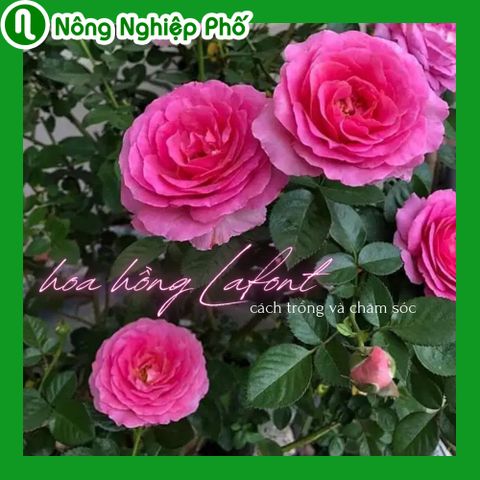 Hoa hồng Bernadette Lafont và Cách chăm sóc cho hoa quanh năm | Nông nghiệp phố