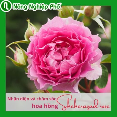 Nhận diện và chăm sóc hoa hồng Sheherazad rose tại nhà | Nông Nghiệp Phố