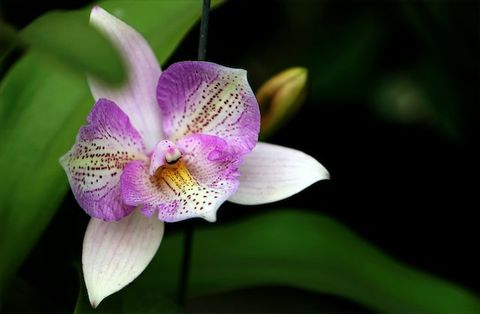 10 loài hoa lan có hình thù kỳ lạ nhất thế giới | Nông nghiệp phố
