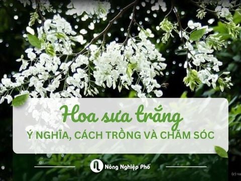 Hoa Sưa Trắng – Đặc Điểm, Công Dụng & Cách Trồng