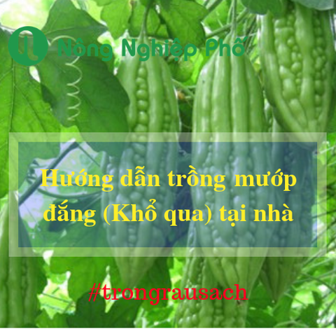 Cách Trồng Mướp Đắng Ra Qủa Trong Vườn Nhà