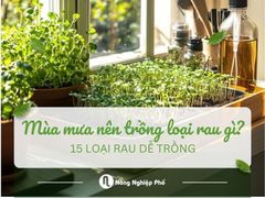 Mùa mưa trồng rau gì? Gợi ý 15 loại rau dễ trồng, năng suất cao