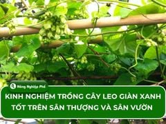 Kinh nghiệm trồng cây leo giàn xanh tốt trên sân thượng và sân vườn