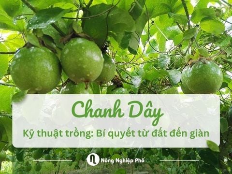 Kỹ thuật trồng chanh dây: Bí quyết từ đất đến giàn