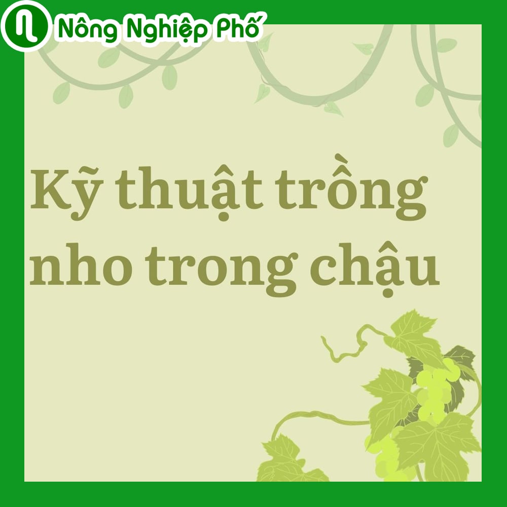 cách trồng cây nho rừng