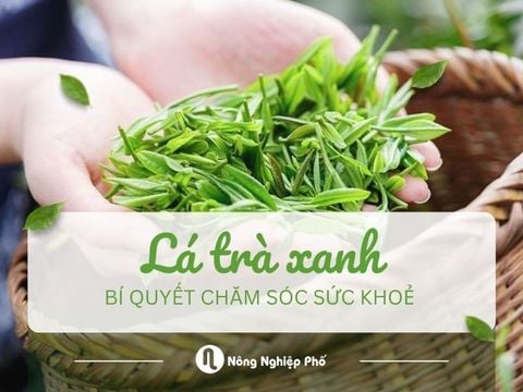 Lá trà xanh: Bí quyết chăm sóc sức khỏe và làm đẹp