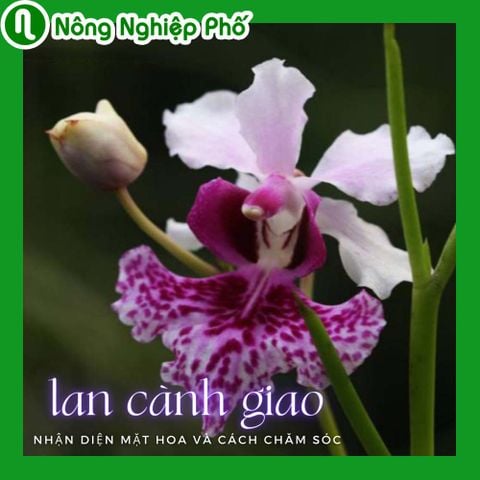 Lan cành giao, nhận biết mặt hoa và cách chăm sóc | Nông nghiệp phố