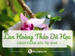 Cách chăm lan Hoàng Thảo Dã Hạc tại nhà | Nông nghiệp phố