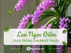 Trồng lan Ngọc Điểm chuẩn kỹ thuật – Cây nhanh lớn, hoa đẹp đúng mùa