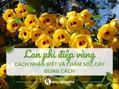 Lan phi điệp vàng: Cách nhận biết và chăm sóc đúng cách