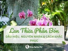 Hoa Lan Thừa Phân Bón – Dấu Hiệu, Nguyên Nhân & Cách Khắc Phục