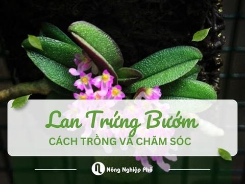 Cách trồng và chăm sóc lan trứng bướm | Nông nghiệp phố