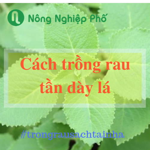 tần dày lá là cây gì
