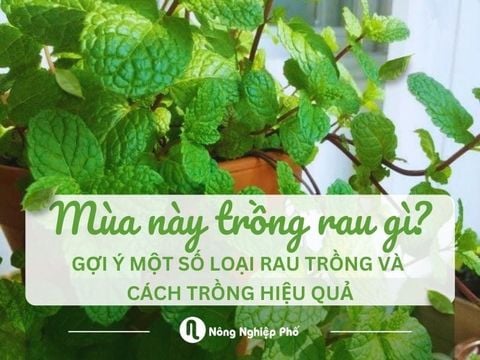 Mùa này trồng rau gì? Gợi ý các loại rau và cách trồng hiệu quả