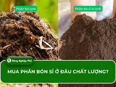 Sỉ phân bón giá tốt 08/08/2025: Địa chỉ mua uy tín, chất lượng