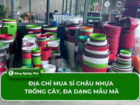 Địa chỉ mua sỉ chậu nhựa trồng cây uy tín, giá cả hợp lý