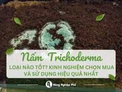 Nấm Trichoderma loại nào tốt | Nông Nghiệp Phố