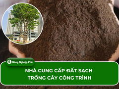 Nhà cung cấp đất sạch trồng cây công trình, đô thị chất lượng cao