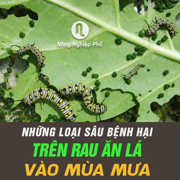 NHỮNG LOẠI SÂU BỆNH HẠI TRÊN RAU ĂN LÁ THƯỜNG GẶP VÀO MÙA MƯA
