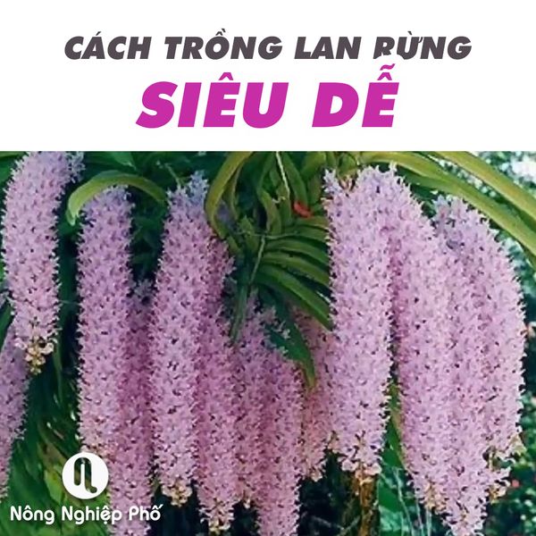 Cách trồng lan rừng siêu dễ | NÔNG NGHIỆP PHỐ